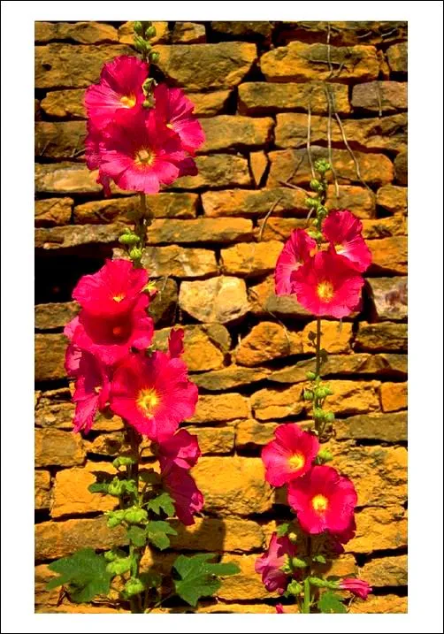 Product Postcard 424 Image